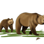 Bear Sketches 