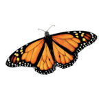 Monarch Butterfly In Flight