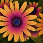 Bright African Daisies