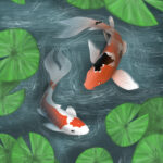 Koi In Lily Pond