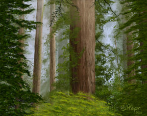 Magnificent Redwoods