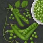 Tow Kinds Of Peas