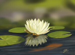 Website_Yellow_Water_Lily